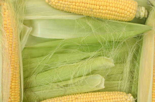 istock background of corn cobs with foliage 1682678496