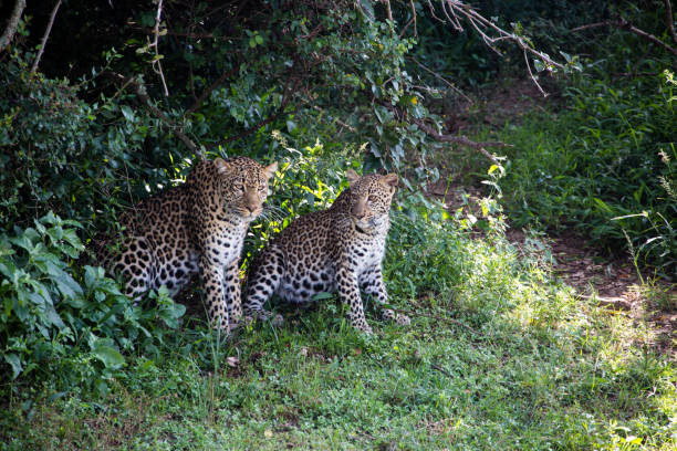 istock Two leopards in the Masai Mara Kenya 168268122