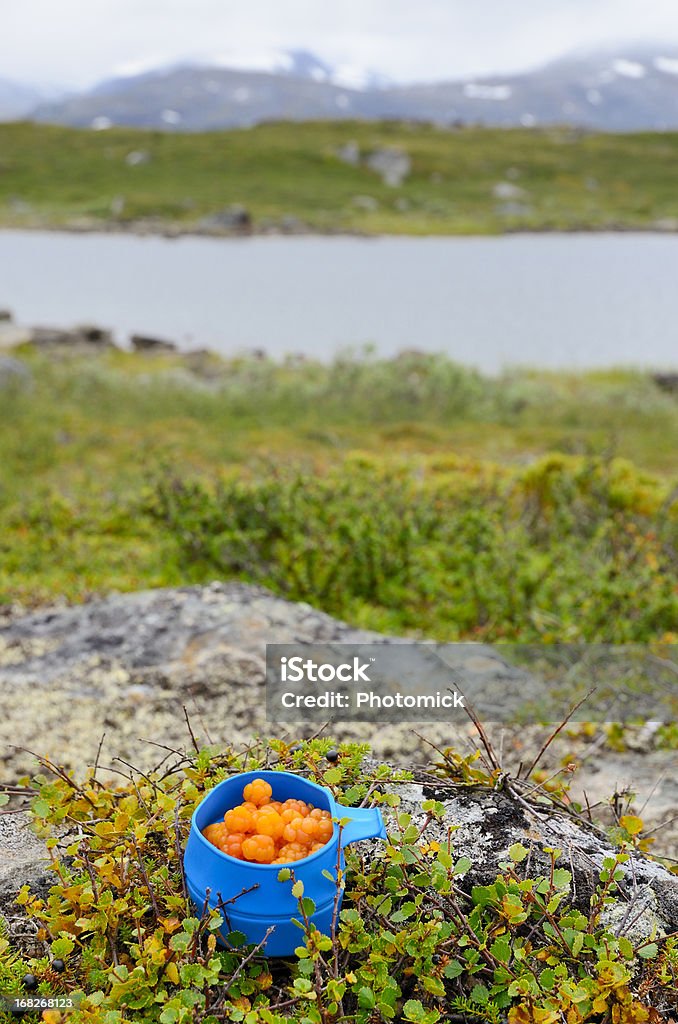Blu tazza con cloudberries nel paesaggio Artico - Foto stock royalty-free di Alimentazione sana