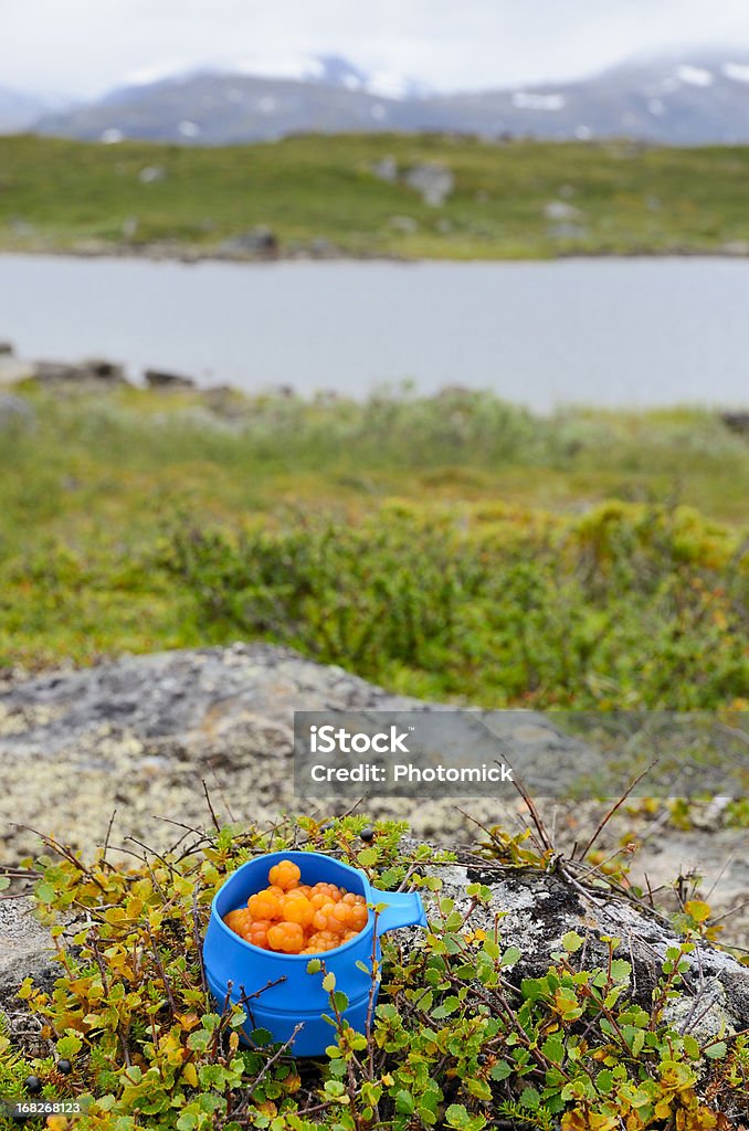 Azul Caneca com cloudberries na paisagem do Ártico - Royalty-free Alimentação Saudável Foto de stock