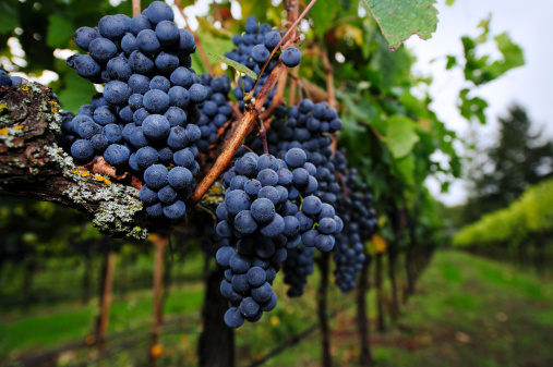 Clusters of ripe merlot grapes just before fall harvest.  Image taken in a vineyard in Northern California.  Very shallow DOF.