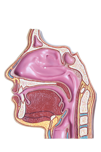 The image depicts a near median section through the nose and nasal passages. Details include nasal cavity, soft and hard palate, uvula, eustachian tube and pharyngeal tonsil. White background.