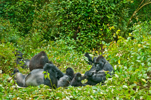 A large familiy of Eastern Lowland Gorillas (gorilla beringei graueri) is relaxing in the forest. They are lingering around the dominant male who is the group leader (Silverback). PLEASE NOTE - THIS IS A WILDLIFE SHOT. 