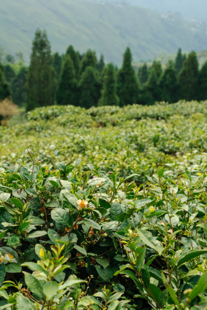 Tea plantation in Darjeeling, India