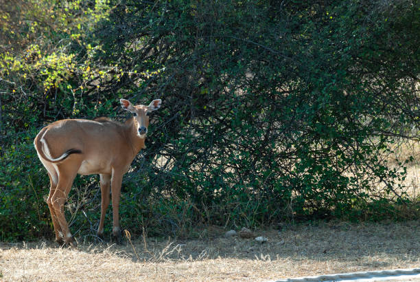 istock Nilgai antelope in front of a bush in Rajasthan, India 1682689052
