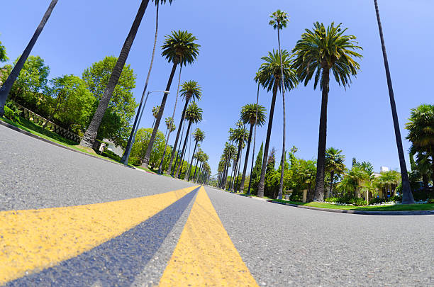 istock Road with palm trees in Los Angeles County 168269021