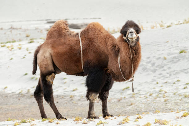 istock Bactrian Camel in Nubra Valley, Jamu & Kashmir, Ladakh 1682691271