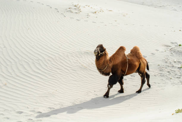 Bactrian Camel in Nubra Valley, Jamu & Kashmir, Ladakh