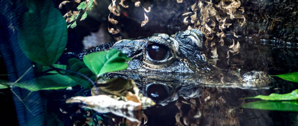 Chinese alligator Alligator head halfway in the water chinese alligator alligator sinensis stock pictures, royalty-free photos & images