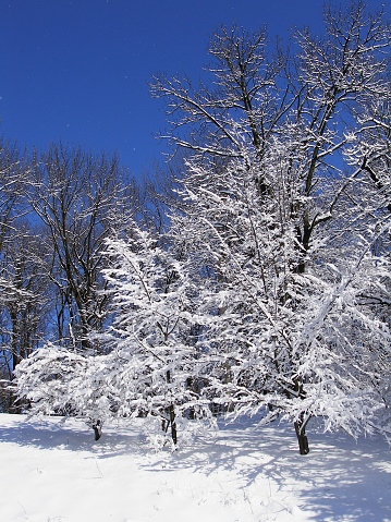 Snowy trunks in winter forest
