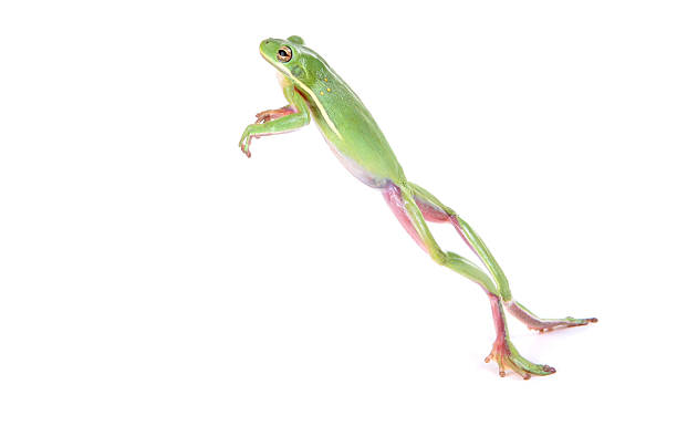 Frog Jumping Frog Jumping tree frog photos stock pictures, royalty-free photos & images