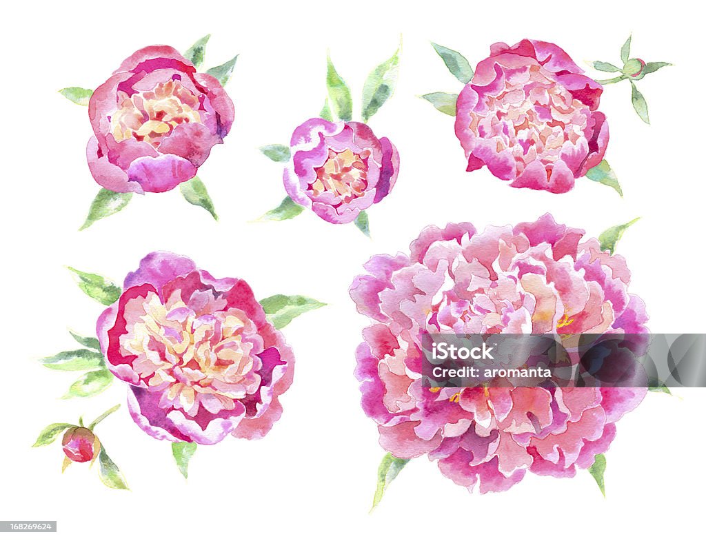 Watercolor Peonies Design elements. Watercolor Peonies. Peony stock illustration