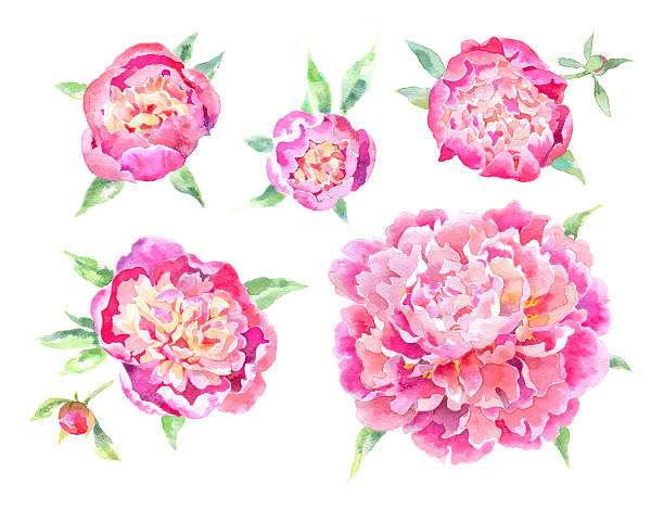 Watercolor Peonies Design elements. Watercolor Peonies. decoupage stock illustrations