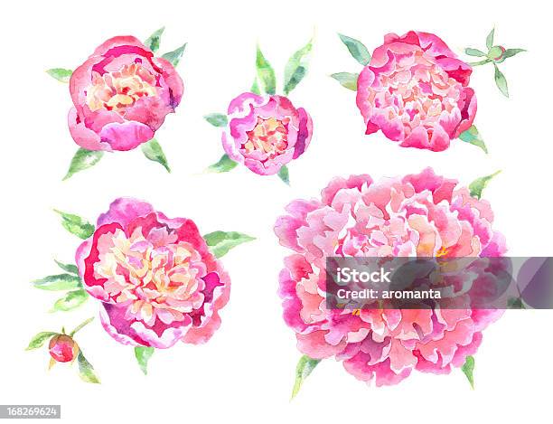 Watercolor Peonies Stock Illustration - Download Image Now - Peony, Watercolor Painting, Flower