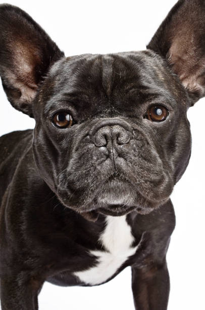 istock Arthur the Asthmatic French Bulldog 168269848