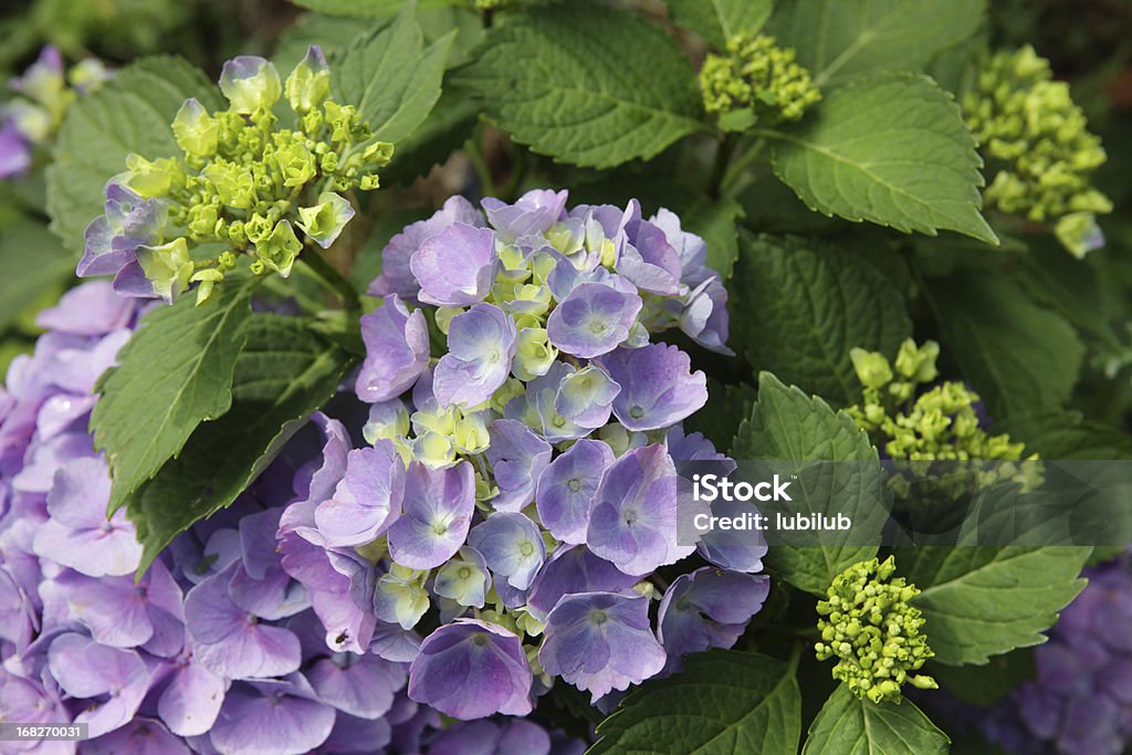 Hortensia Flores Frescas Púrpura Verde Con Hojas Y Flores Gustos Foto de  stock y más banco de imágenes de Hortensia - iStock