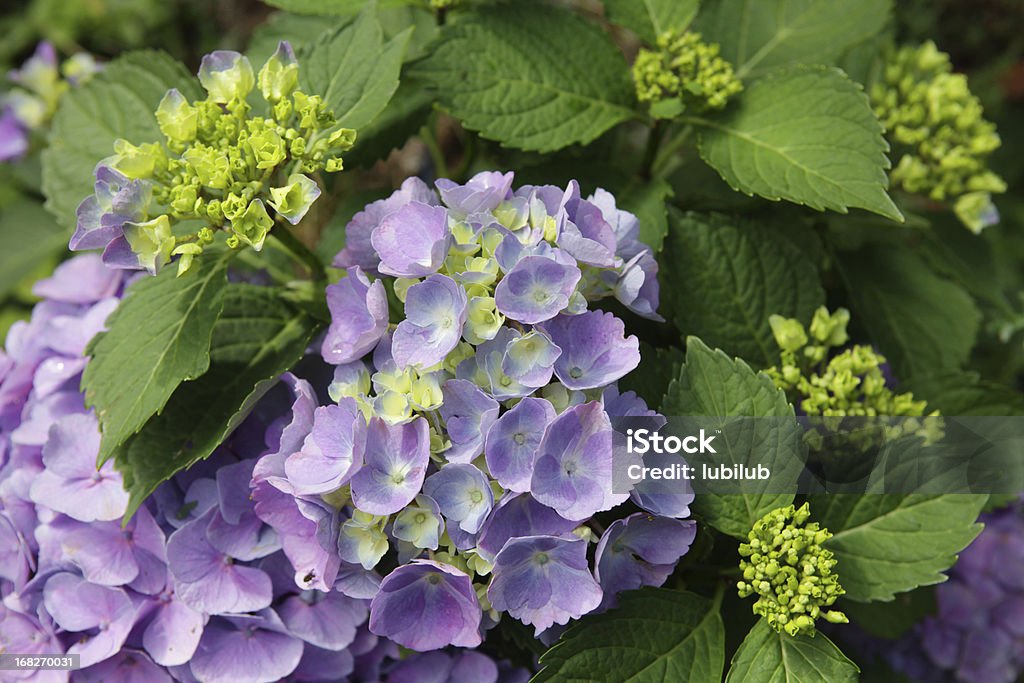 Hortensia Flores Frescas Púrpura Verde Con Hojas Y Flores Gustos Foto de stock y más banco de imágenes de Hortensia - iStock Hortensia Flores Frescas Púrpura Verde Con Hojas Y Flores Gustos Foto de stock y más banco de imágenes de Hortensia - iStock