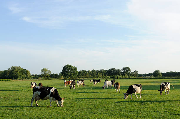 gruppe des holstein kühe auf einer wiese - pasture stock-fotos und bilder
