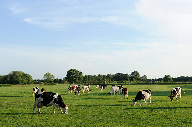 groupe de holstein vaches dans une prairie - pâturage photos et images de collection