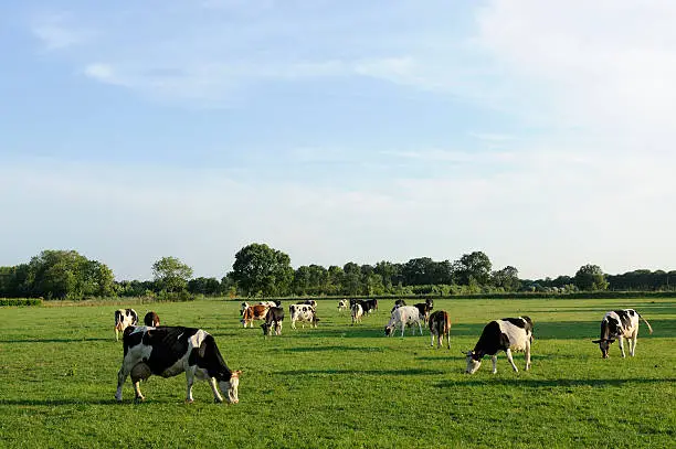 Photo of Group of holstein cows in a meadow