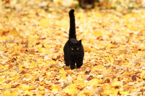 A fuzzy black cat approaches across a carpet of brightly colored yellow and orange fallen autumn leaves. Halloween season must be approaching too! :)