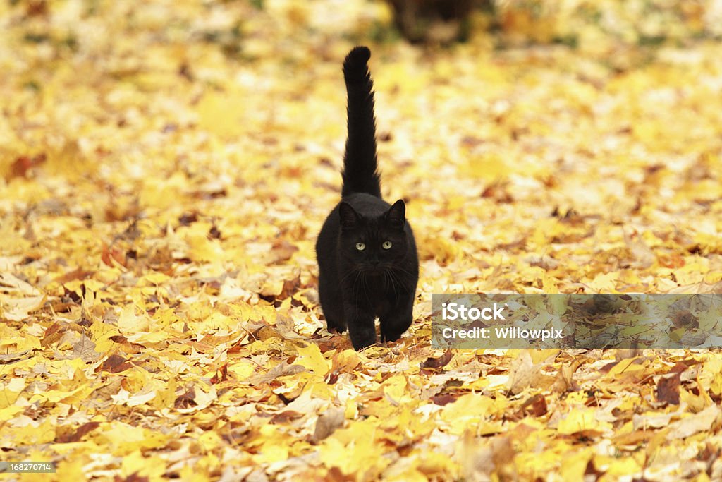 Gato preto em amarelo folhas de outono - Foto de stock de Gato doméstico royalty-free