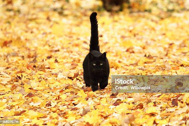 Foto de Gato Preto Em Amarelo Folhas De Outono e mais fotos de stock de Gato doméstico - Gato doméstico, Outono, Carpete