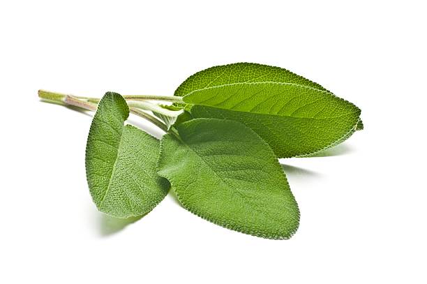 Sage Leaves Fresh Sage Leaves on a white background sage photos stock pictures, royalty-free photos & images