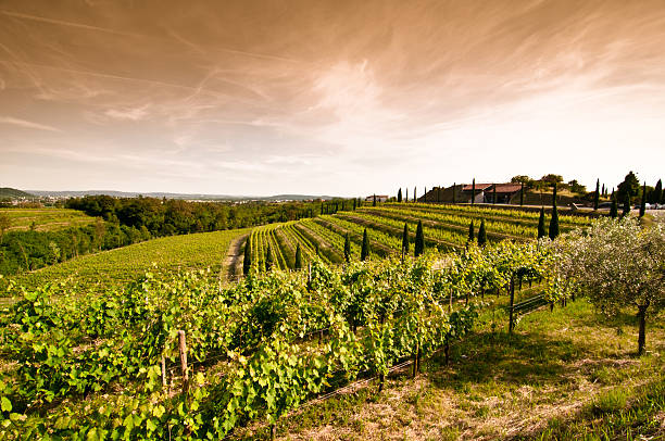 A sunset view of a vineyard in North Italy stock photo