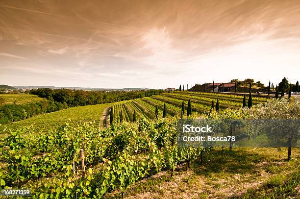 A Sunset View Of A Vineyard In North Italy Stock Photo - Download Image Now - Friuli-Venezia Giulia, Vine - Plant, Vineyard