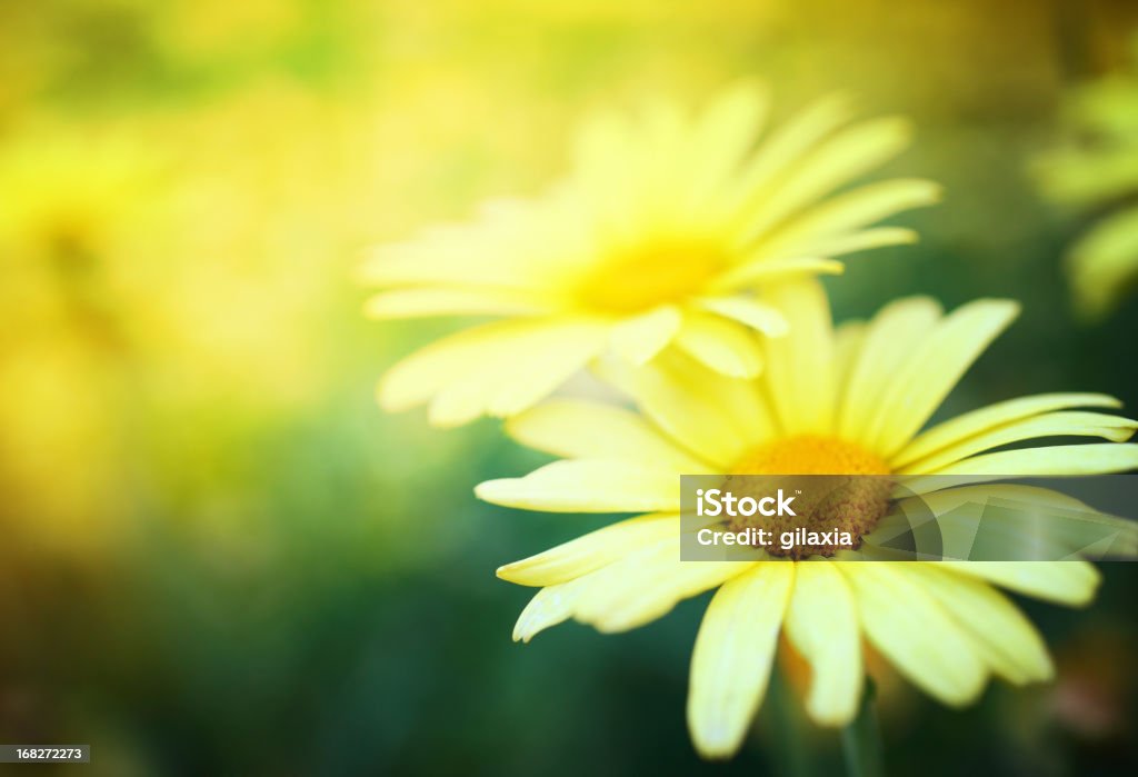 Daisies. - Foto stock royalty-free di Margherita