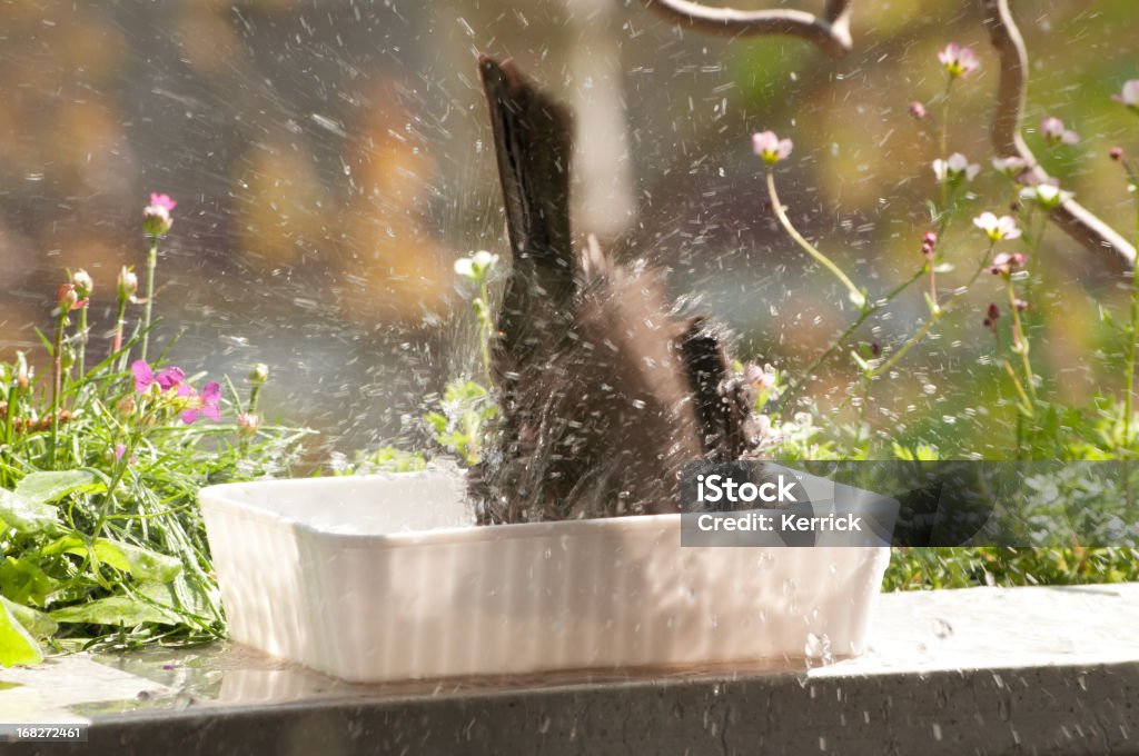 Spritzendes Wasser blackbird-Motion Erfassung für den Spaß im Sommer - Lizenzfrei Badezimmer Stock-Foto