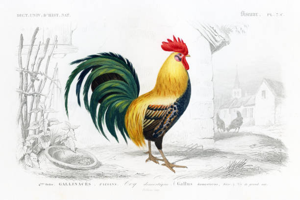Charles d'Orbigny's 'Dictionanaire Universal d'Histoire Naturelle' 1839-1849. Steel engraving. Original hand coloring. 