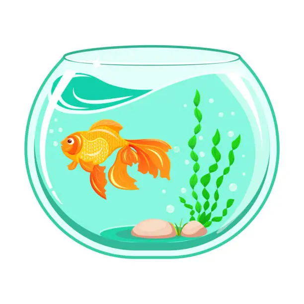 Vector illustration of Goldfish in an aquarium. Cartoon illustration of an underwater pet. Aquarium isolated on white