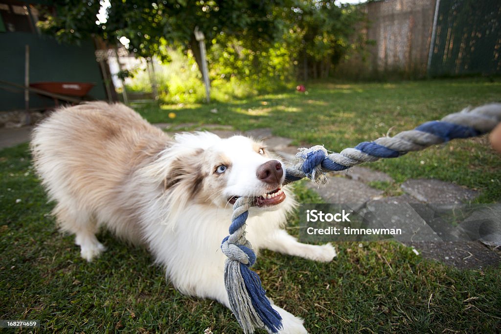 Juguetón cachorro - Foto de stock de Perro libre de derechos