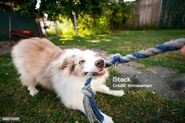 Juguetón Cachorro Foto de stock y más banco de imágenes de Perro - Perro, Lucha de la cuerda, Tirar de