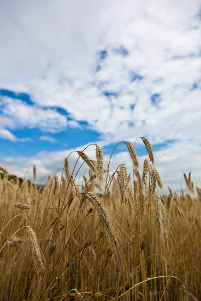 Landscape with Wheat Field in Summer Landscape with Corn Field in Summer cerial stock pictures, royalty-free photos & images