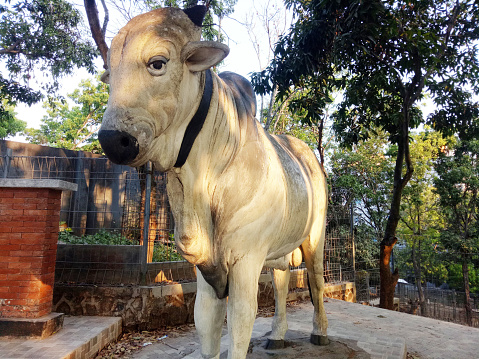 A white cow statue with a large body, a standing pose, under a shady tree
