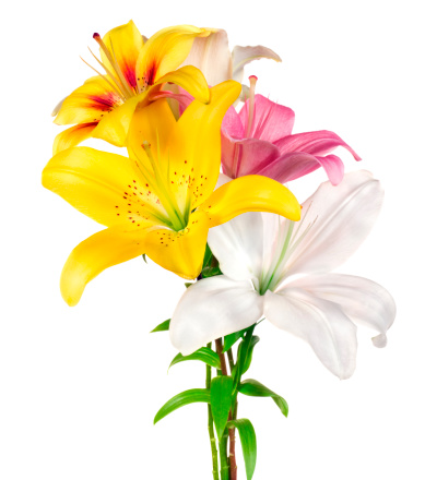 Lily varieties flowers isolated on white background