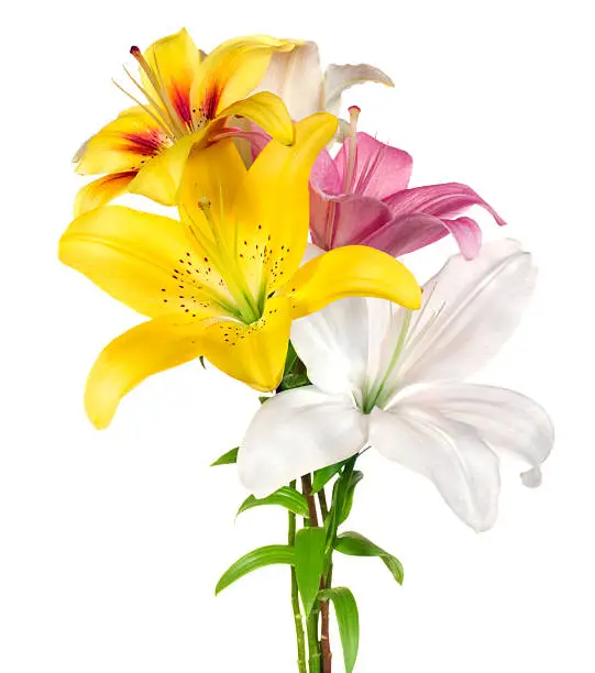 Photo of Lilies.