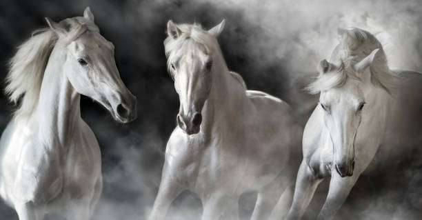 istock White horse herd portrait in smoke 1682777984