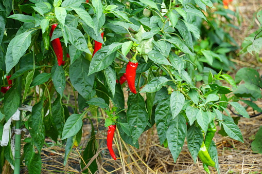 red manganji chili pepper