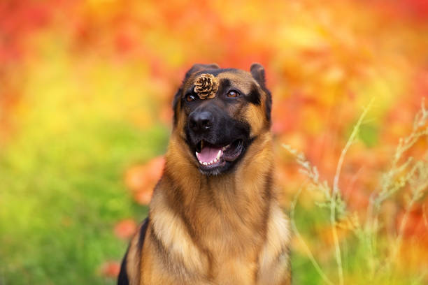 German shepherd dog close up portrait in fall park