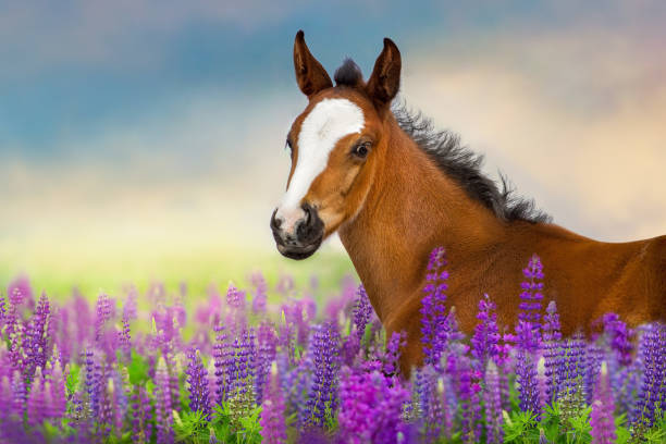 istock Foal in purple flowers 1682780803