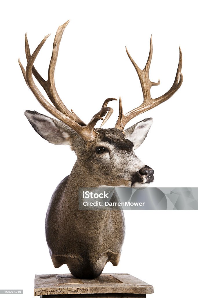 Deer - Foto de stock de Taxiodermia royalty-free