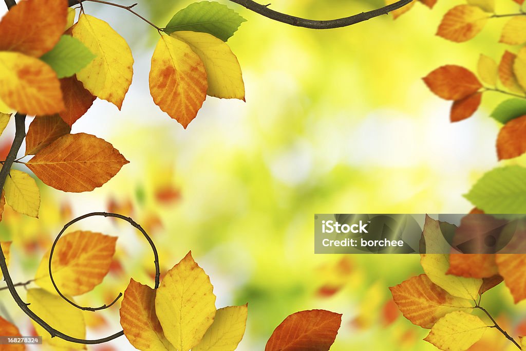 Folhas de outono - Foto de stock de Amarelo royalty-free