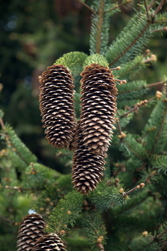 Close Up of a Pine Cone amongst Pine Needles