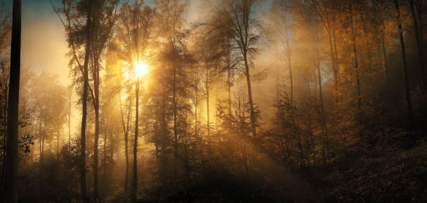 istock Magnificent moments in a forest with sunlit mist 1682792611