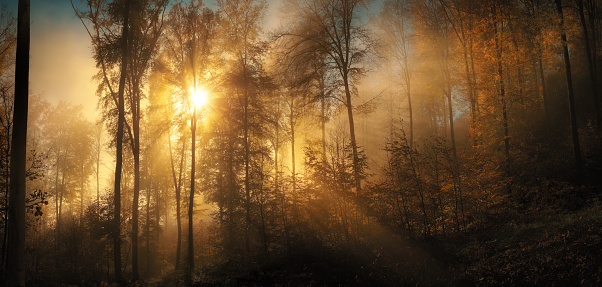 Magnificent moments in a forest with sunlit mist. The sun majestically shines through the fog and the silhouettes of trees in the woods in autumn, panorama