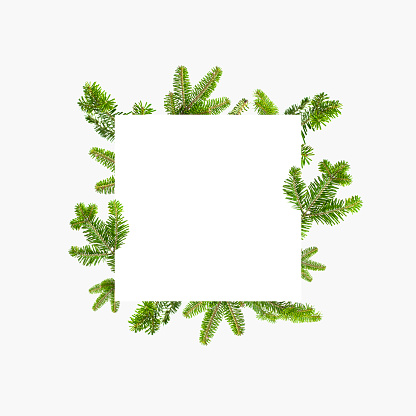 Fresh green spruce branches, white blank square sheet of paper on gray background. Fir tree mock up, Christmas or New Year decoration. Natural spruce, branches with needles. Winter, holiday card.